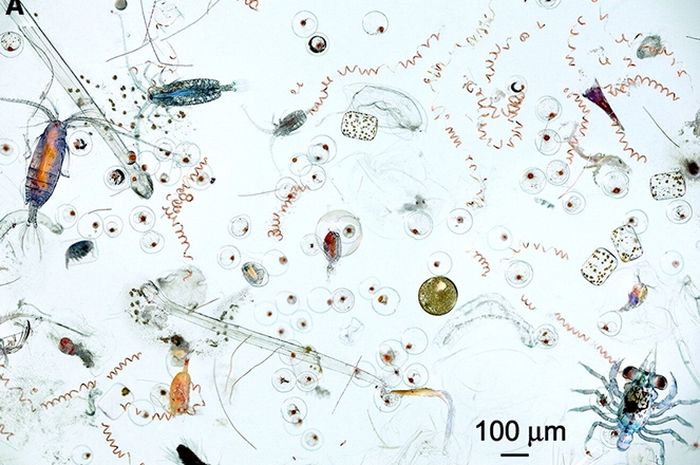 Ocean plankton tells the long story of the ocean and human health
