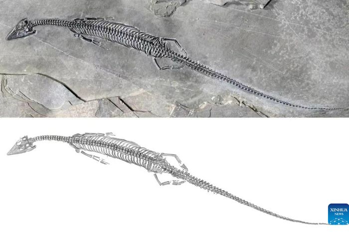 Ahli paleontologi menggambarkan reptil laut purba dari fosil di Cina