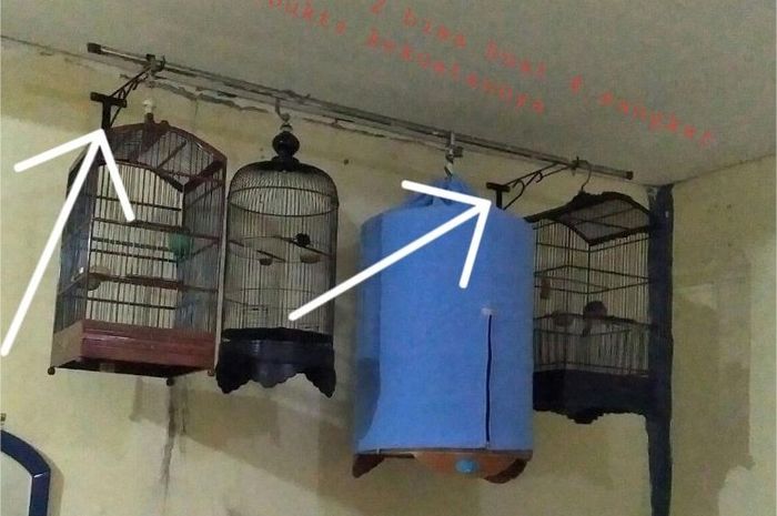 Kasih Tahu Suami yang Suka Pelihara Burung di Rumah, Penyakit Mematikan