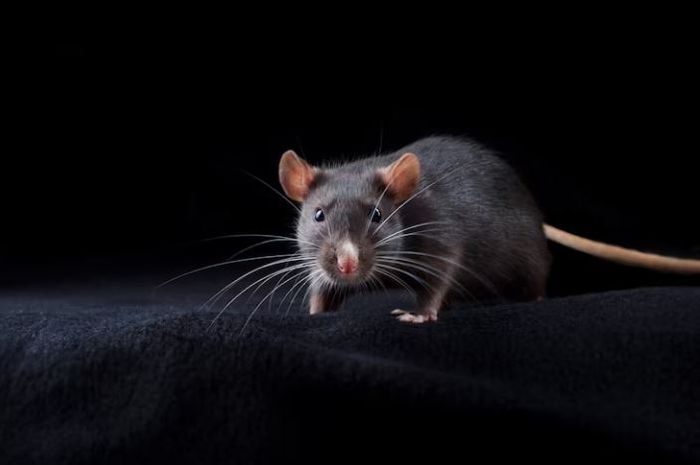 5 Arti Mimpi Dikejar Tikus: Waspada, Jangan Abaikan!