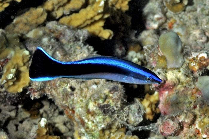 Ikan yang Luar Biasa: Memahami Sifat Unik dan Interaksi Mereka di Alam Bawah Air