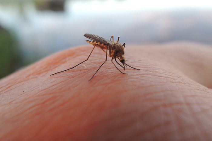 Terapi Uap dan Kumur Air Garam: Solusi Ampuh Hidung Meler Tanpa Efek Samping