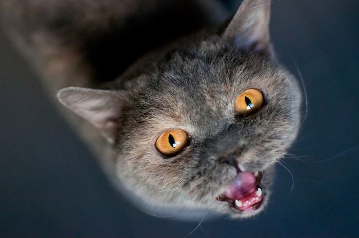 Kenapa Kucing Mengeong Tanpa Suara? #AkuBacaAkuTahu Kids Kenapa Kucing Mengeong Tanpa Suara? #AkuBacaAkuTahu Kids