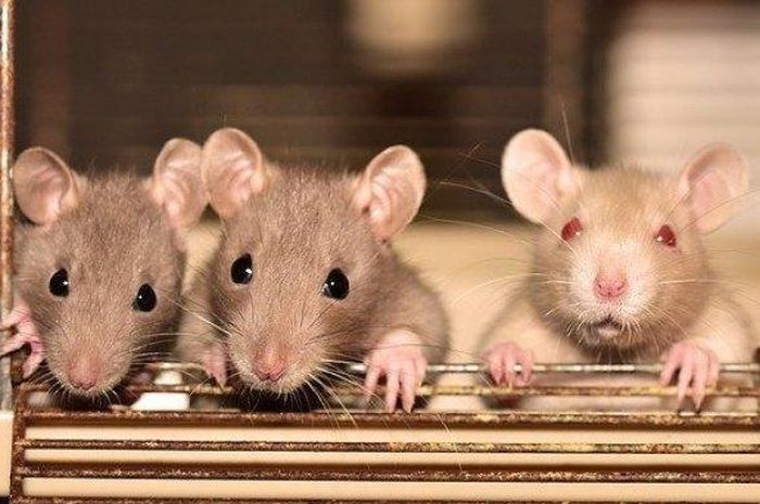 5 Arti Mimpi Dikejar Tikus: Waspada, Jangan Abaikan!
