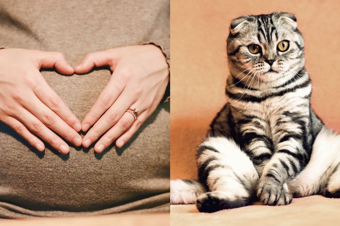 Benarkah Anabul Bikin Mandul? Dokter Paparkan Penjelasan Soal Bulu