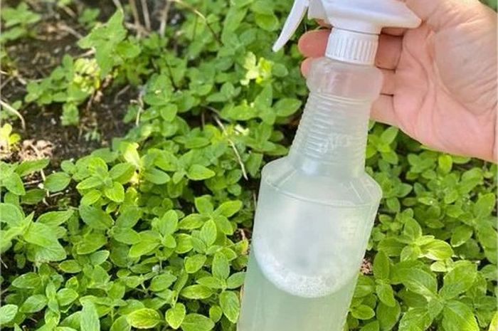 Sabun Cuci Piring ke Tanaman Depan