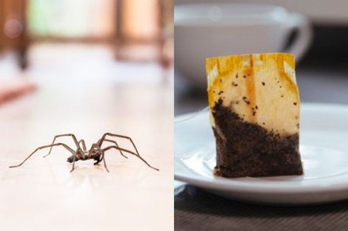 Cara mengusir laba-laba di apartemen: ibu rumah tangga berpengalaman menyebutkan 2 cara efektif