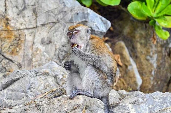 Monyet di hutan Thailand membuat artefak batu yang sangat mirip dengan yang dibuat oleh manusia purba. 