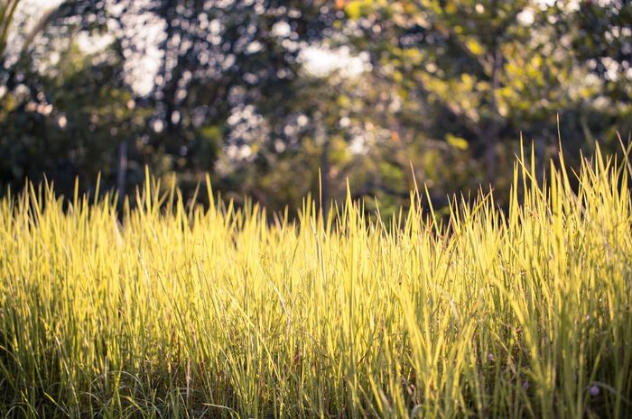 Cara Cepat Basmi Rumput Liar Depan Rumah dengan Garam Dicampur 1 Bahan ...