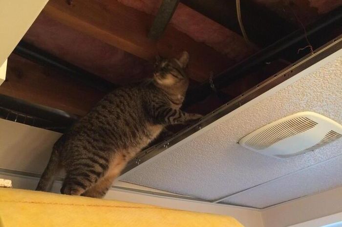 Cara Mengusir Kucing Liar di Plafon Rumah, Gunakan 1 Bahan Beraroma Ini