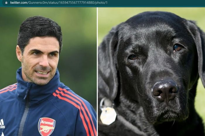 Pelatih Arsenal, Mikel Arteta, sampai mendatangkan anjing berjenis Labrador Retriver untuk memacu semangat asuhnya agar juara Liga Inggris 2022-2023.