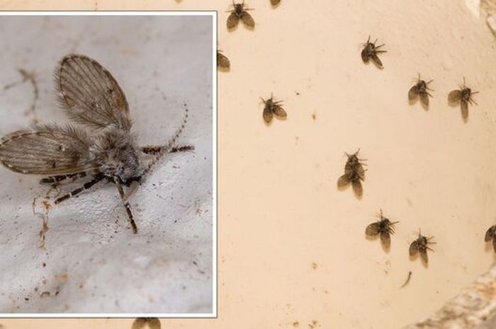 Cara Ampuh Mengusir Lalat Limbah atau Rametuk di Kamar Mandi, Coba