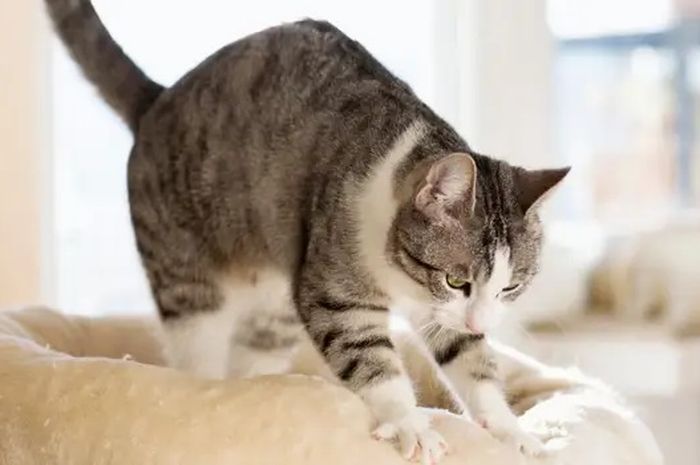 Dunia Hewan: Mengapa Kucing Sering Melakukan Gerakan Seperti Memijat ...