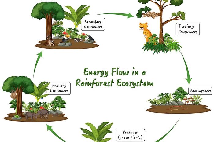 Materi Biologi Kelas XI: Siklus Hidup Tumbuhan, Mulai dari Bertumbuh - Kids