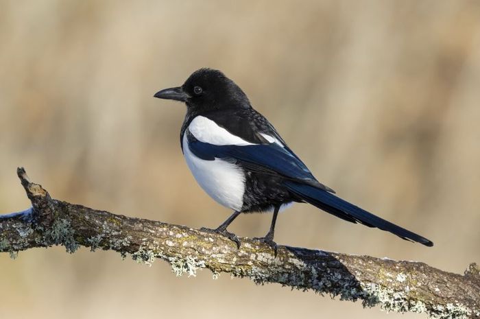 arti-mimpi-dapat-burung-menurut-primbon-jawa