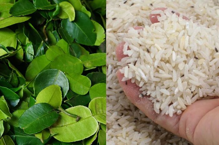 Pantas Nenek Di Kampung Sering Simpan Beras dengan Daun Jeruk, Pas Coba