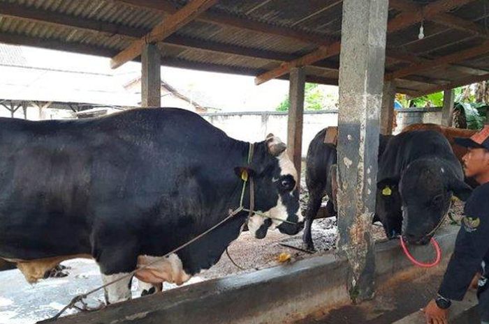 PENAMPAKAN Sapi Kurban Presiden Jokowi, Bobotnya Nyaris 1 Ton dan Akan ...