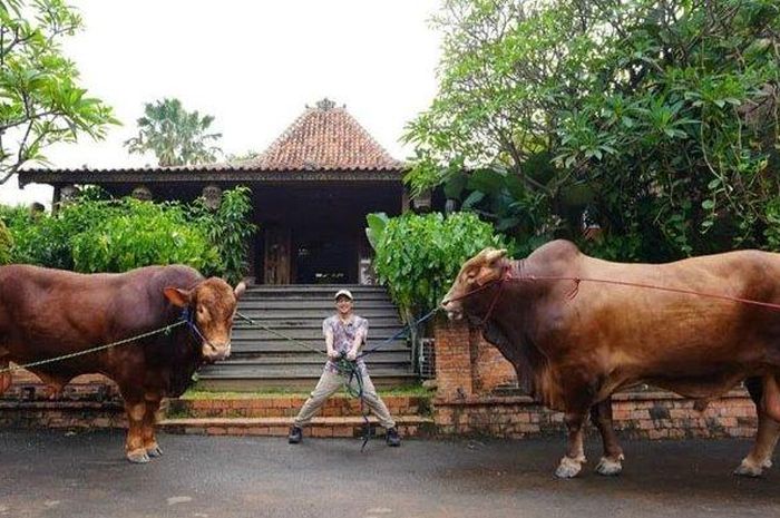 5 Arti Mimpi Melihat Sapi: Pertanda Keberuntungan atau Ancaman?