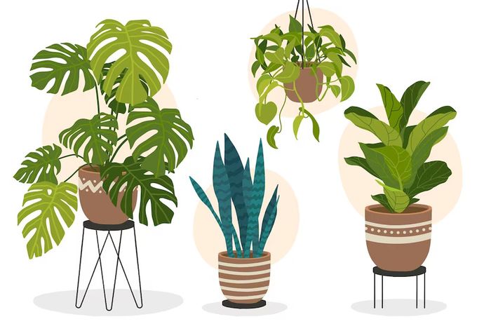 6 Tanaman Hias yang Tak Beracun dan Aman Bagi Hewan Peliharaan - Kids