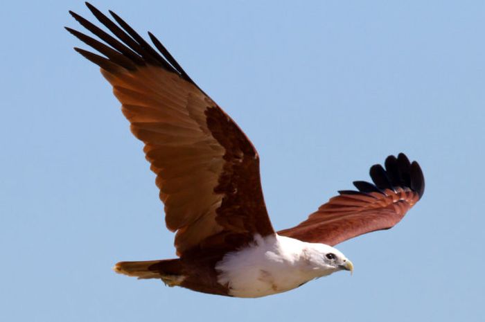 5 Fakta Unik Elang Bondol, Burung yang Ahli Menyambar Mangsa di Udara ...