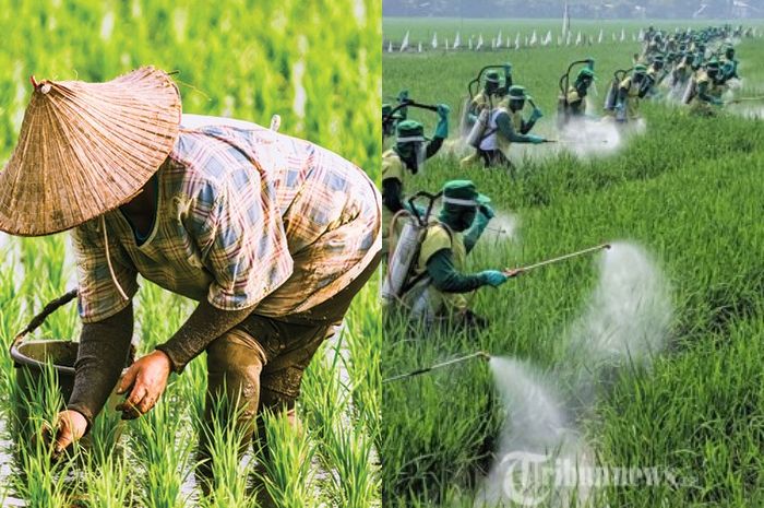 Para Petani Wajib Tahu Berikut Sederet Manfaat Tak Terduga Memiliki Asuransi Pertanian Hasil Para Petani Wajib Tahu Berikut Sederet Manfaat Tak Terduga Memiliki Asuransi Pertanian Hasil