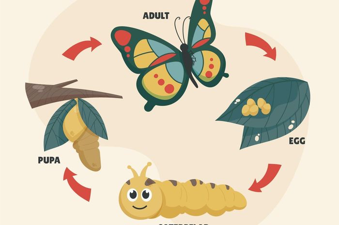 Tahap Daur Hidup Kupu-Kupu dari dari Telur hingga Dewasa, Materi Kelas