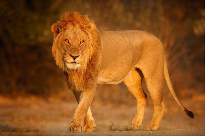 Apa Itu Hewan Karnivora? dan Contoh Hewannya #AkuBacaAkuTahu - Kids