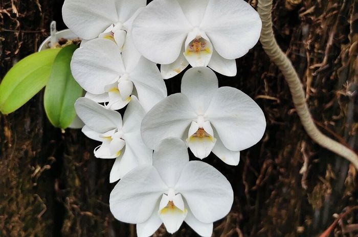 Ciri-Ciri Bunga Anggrek Bulan Sebagai Bunga Nasional, Materi Kelas 3 SD ...