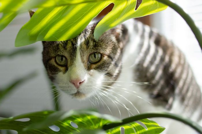 Grid Daur Bagaimana Proses Daur Hidup Kucing secara Berurutan? Materi Kelas 5 SD ...