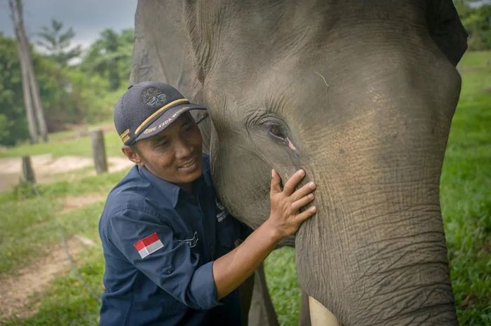 Mengenal Keseharian Mahout, Penjaga Gergasi Rimba - National Geographic