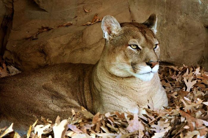 6 Fakta Unik Puma, Hewan Nokturnal yang Punya Banyak Julukan - Bobo