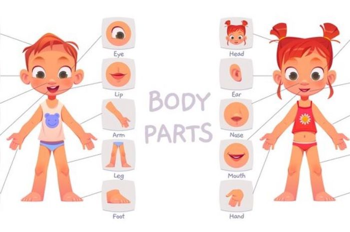 Nama-Nama Anggota Tubuh Manusia dalam Bahasa Inggris dan Terjemahannya