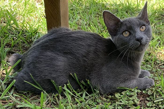 6 Ras Kucing Tanpa Ekor yang Cocok Dipelihara di Rumah, Apa Saja? - Kids