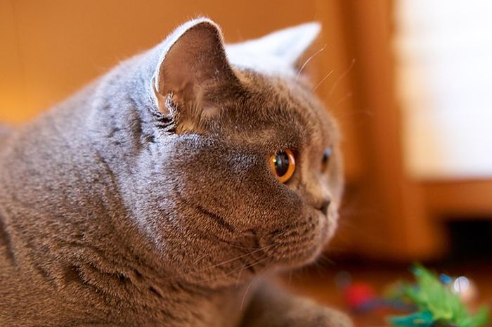 15 Fakta Menarik British Shorthair, Ras Kucing Berpipi Tembam dari