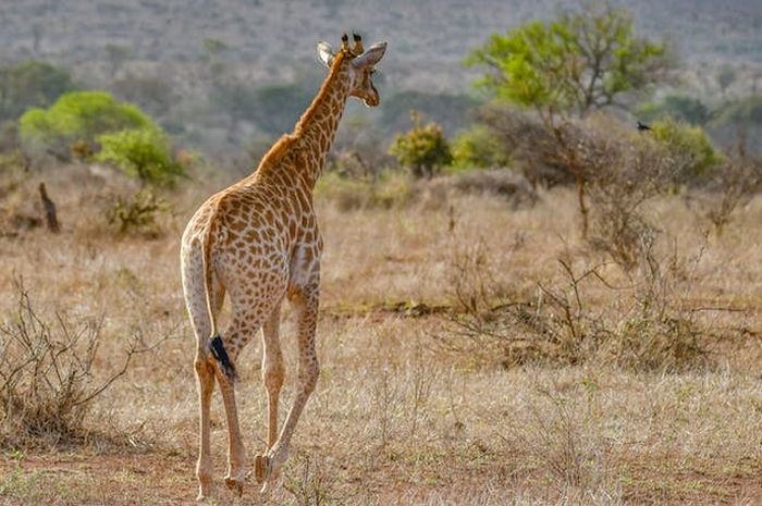 Jadi Hewan Tertinggi di Dunia, Ini 6 Keunikan Jerapah yang Tak Dimiliki