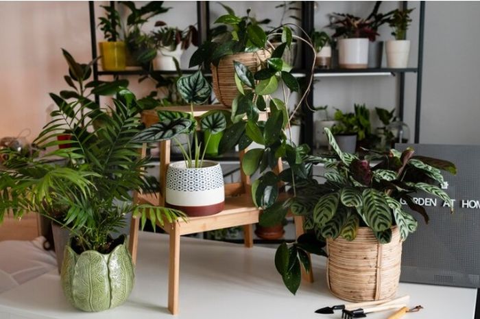 Cara Sukses Membuka Bisnis Tanaman Hias di Tahun 2024 Lokasi Usaha