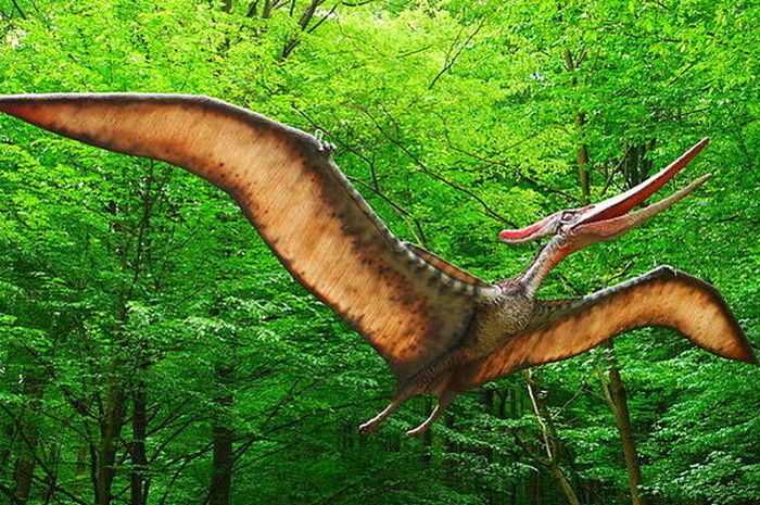 Berukuran Besar dan Punya Sayap, Ini 4 Dinosaurus yang Bisa Terbang - Bobo