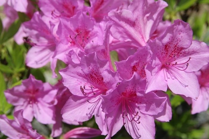 Menjadi Simbol Keanggunan, Apa Saja Hal Menarik dari Bunga Azalea? - Bobo