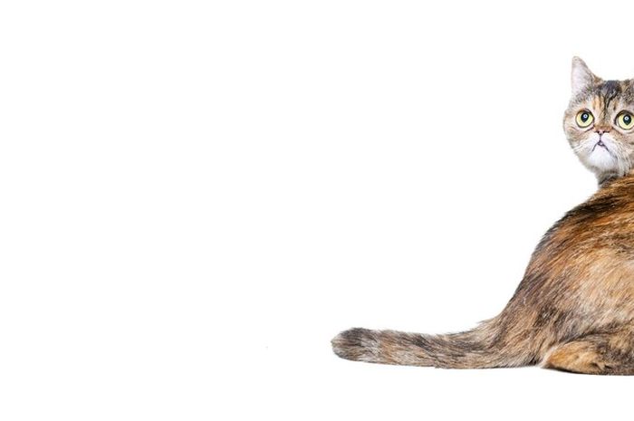 9 Arti dari Pose Ekor Kucing yang Perlu Kamu Tahu, Apa Saja? - Kids