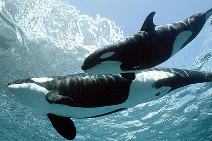 Dunia Hewan: Orca Menenggelamkan Kapal untuk Bersenang-senang bagai ...