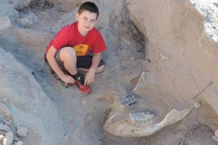Fosil Stegomastodon Tak Sengaja Ditemukan oleh Anak Umur 9 Tahun Bobo
