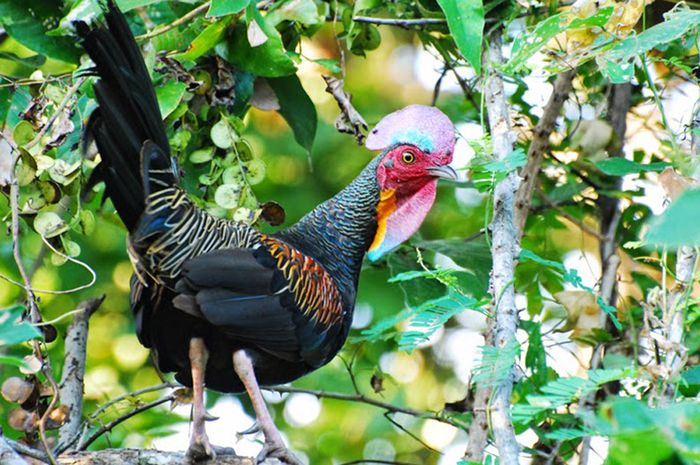 ayam: gambar ayam hutan hijau