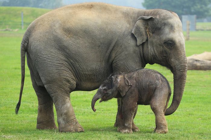 Ingin Berkomunikasi Dengan Gajah  Ada Bahasanya Lo Bobo