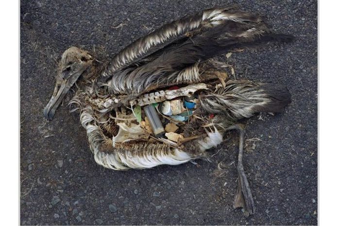 Banyak Hewan Laut Makan Plastik, Kenapa? - Semua Halaman 