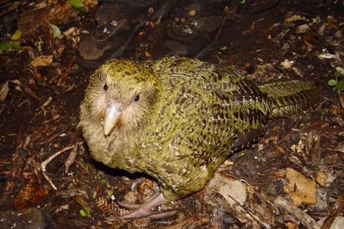 Hewan Rupa Rupa Kakapo, Hewan Paling Buruk Rupa ke-2 - Bobo