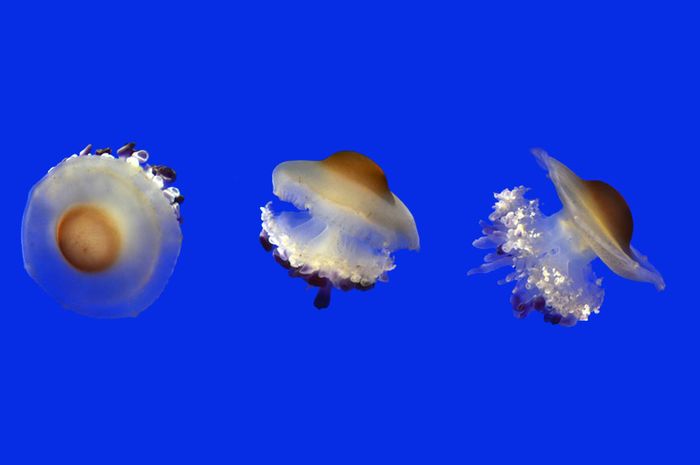 Ubur-ubur laut mediterania