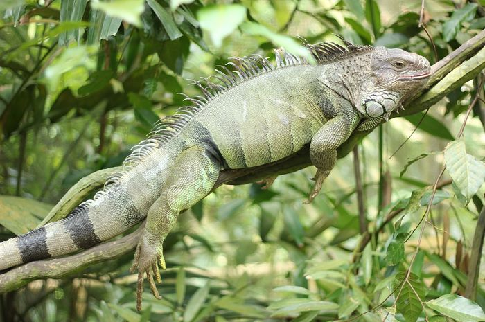 bwana iguana