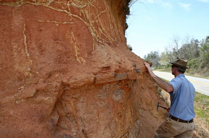 Apa Itu Ahli Paleontologi? - Bobo