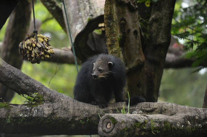  Gambar  Hewan  Karnivora  Kartun Hitam Putih Gambar  Hewan 