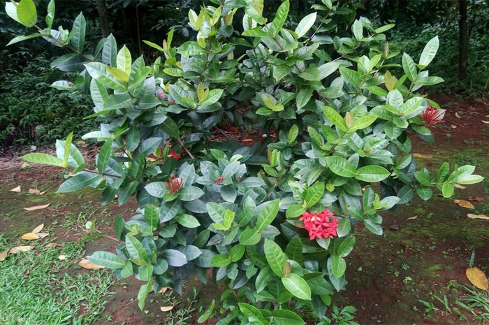 Deretan 28+ Ciri Tanaman Bunga Asoka yang Wajib Disimak! - Informasi